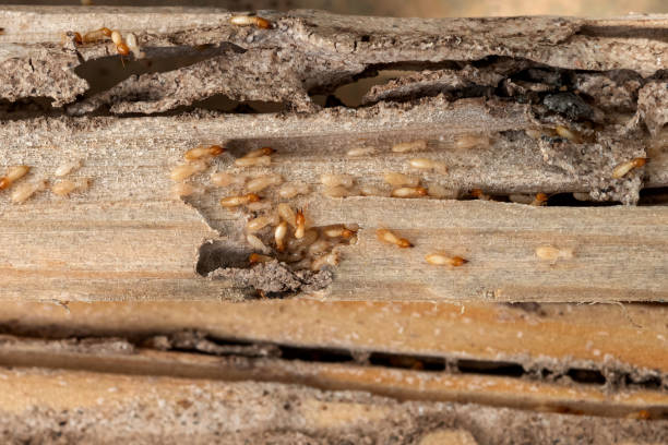 Best Pest Inspection Near Me  in Seaville, NJ
